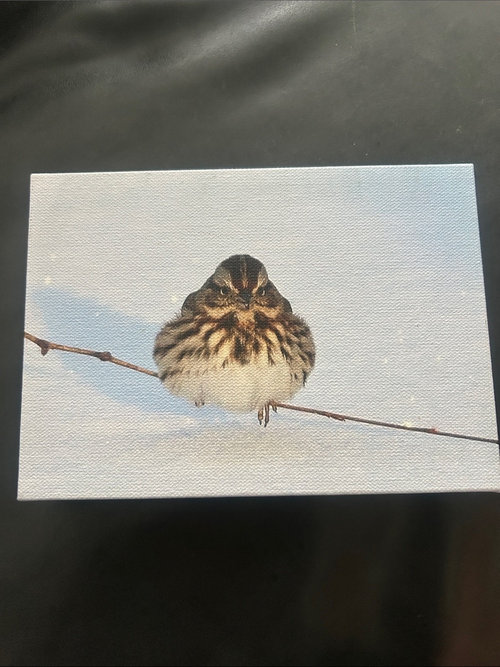 James Figielski Signed Canvas Art Print "Baby It’s Cold Outside" Bird Photo